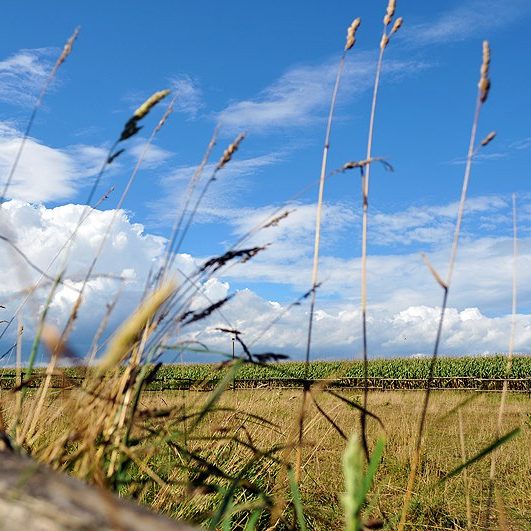 Pferdekoppel in der Wöste Blick über eine Pferdekoppel in der Wöste auf ein Maisfeld - im Vordergrund einige hohe Gräser