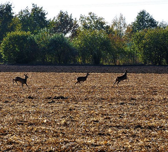 Rehe in der Wöste Bild mit drei Rehen die über ein Stoppelfeld in der Wöste laufen