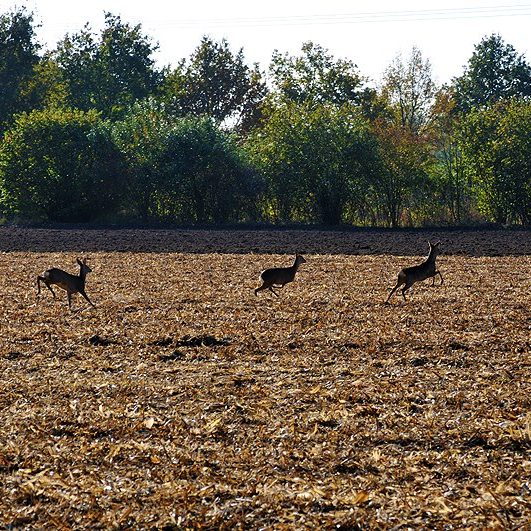 Rehe in der Wöste 3 Rehe laufen über ein abgeerntetes Feld in der Wöste