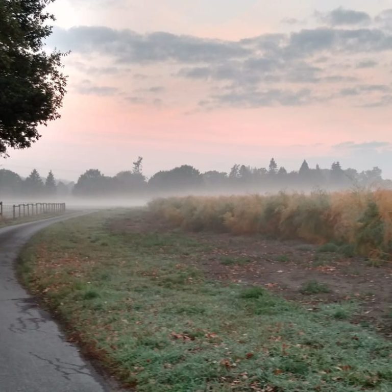 Morgennebel über der Wöste Blick über die Straße der unteren Wöste im Morgennebel mit einem Spargelfeld das ins Kraut schießt